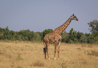 Masai Mara teems with diverse wildlife: cheetahs, giraffes, ostriches, gazelles, hippos, crocodiles, storks, and wildebeest roam the vast landscapes