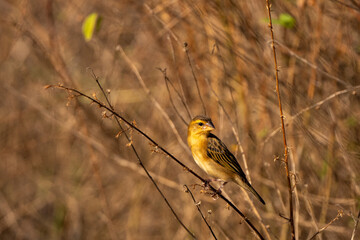 Baya Weaver bird in the rain forest