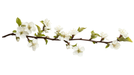 Blooming tree branch transparent background