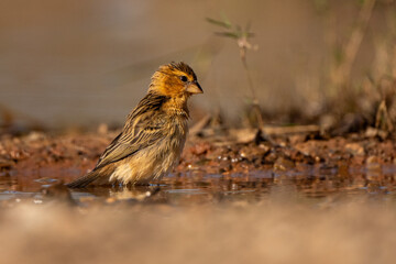 Baya Weaver bird in the rain forest