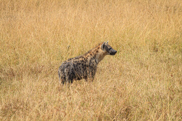 Graceful giraffes, powerful elephants, swift gazelles, and herds of wildebeest thrive in Masai Mara's vast, sun-drenched plains