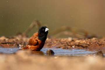Chestnut munia in the rain forest