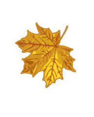 maple leaf isolated on white