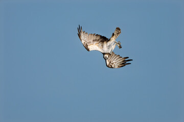 The Osprey hunt the fish in nature of Thailand