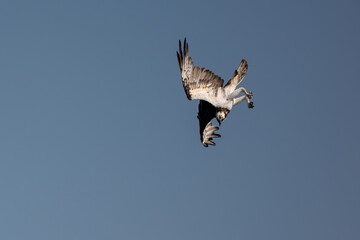 The Osprey hunt the fish in nature of Thailand