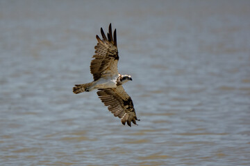 The Osprey hunt the fish in nature of Thailand