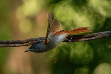 Blyth's Paradise-flycatcher  standing on branch of tree,