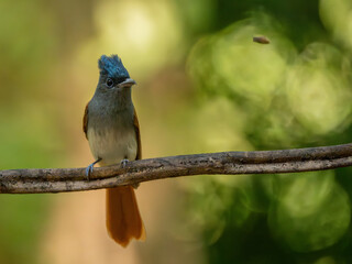 Blyth's Paradise-flycatcher  standing on branch of tree,