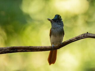 Blyth's Paradise-flycatcher  standing on branch of tree,