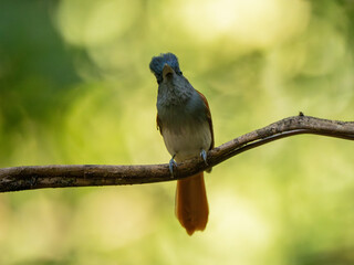 Blyth's Paradise-flycatcher  standing on branch of tree,