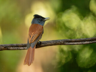 Blyth's Paradise-flycatcher  standing on branch of tree,