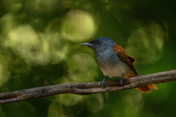 Blyth's Paradise-flycatcher  standing on branch of tree,