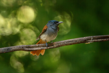Blyth's Paradise-flycatcher  standing on branch of tree,