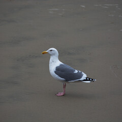 Seagull on beach