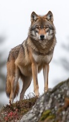 Naklejka premium A wolf stands majestically on a rock, showcasing its natural beauty in a serene environment.