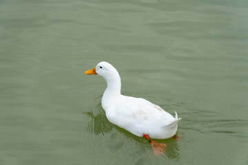 White duck a Pekin or similar domestic breed swims in greenish water. The duck is facing left with its orange beak and feet visible. Simple and natural scene.