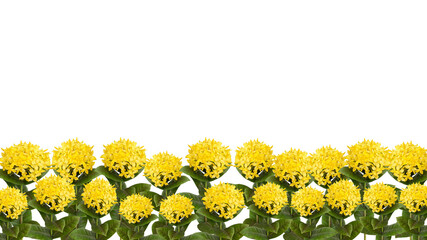yellow Ixora coccinea flower also known as geranium, flame of the woods or jungle flame isolated on transparent background, bottom background.