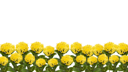 yellow Ixora coccinea flower also known as geranium, flame of the woods or jungle flame isolated on transparent background, bottom background.