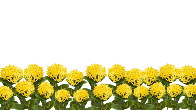 yellow Ixora coccinea flower also known as geranium, flame of the woods or jungle flame isolated on transparent background, bottom background.