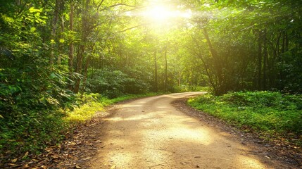 Obraz premium Sunlit Forest Path Nature Trail Scenic Road Lush Greenery Sunlight Trees Summer