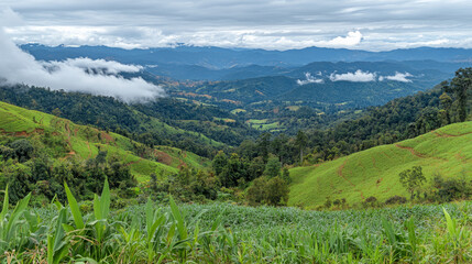Fototapeta premium serene aerial view of southeast asian mountainous agricultural landscape with foggy valley and cloud-covered peaks showcasing terraced farming and green hills with tropical cultivation