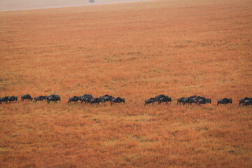 Drifting over Masai Mara by hot air balloon, witness breathtaking sunrises, vast savannahs,...