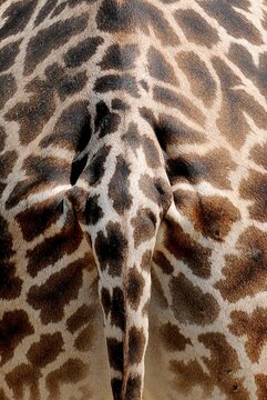 Skins and Textures Giraffe Tail Abstract Pattern