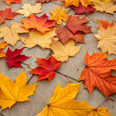 Fototapeta premium Closeup of vibrant autumn leaves with blurred background