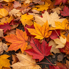 Obraz premium Closeup of vibrant autumn leaves with blurred background