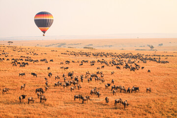 The Great WildeBeest Migration from the Hot Air Balloon Maasai Mara, Kenya: Against the backdrop of...