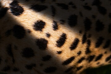 A close up of a spotted animal's fur. The fur is brown and black with many small black spots. The fur is also very fuzzy