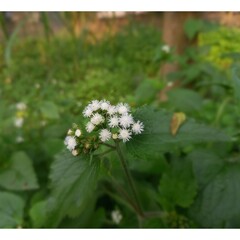 Ageratum conyzoides or billygoat-weed, chick weed, goatweed, whiteweed, mentrasto. It is an herb that is 0.5–1 m. high, with ovate leaves 2–6 cm long, and flowers are white to mauve.