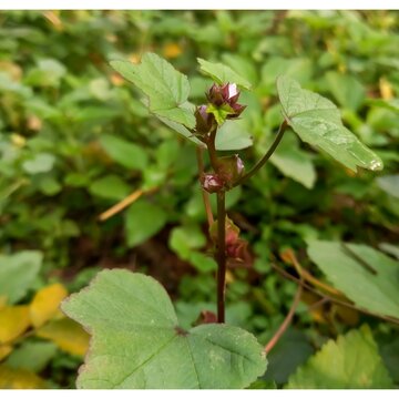 Marva parviflora flowers or Malvaceae herb