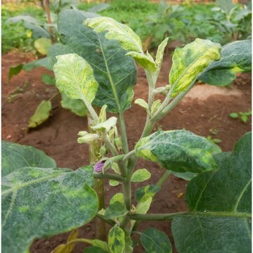 Indian cotton jassid damage symptoms on eggplant, Virul disease of brinjal tree.