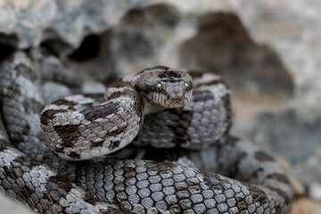 European Cat snake (Telescopus Fallax) or Soosan Snake, on the island of Malta.