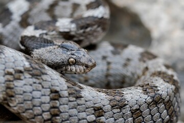 European Cat snake (Telescopus Fallax) or Soosan Snake, on the island of Malta.