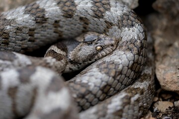 European Cat snake (Telescopus Fallax) or Soosan Snake, on the island of Malta.