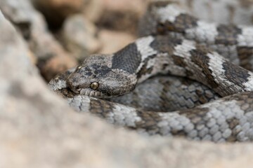 European Cat snake (Telescopus Fallax) or Soosan Snake, on the island of Malta.