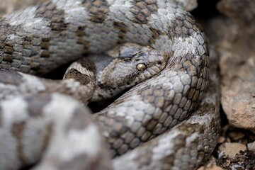 European Cat snake (Telescopus Fallax) or Soosan Snake, on the island of Malta.