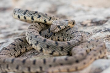 An Algerian Whip Snake, Hemorrhois algirus, found on the Island of Malta, there known as Serp Ahdar