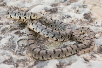 An Algerian Whip Snake, Hemorrhois algirus, found on the Island of Malta, there known as Serp Ahdar
