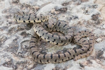 Fototapeta premium An Algerian Whip Snake, Hemorrhois algirus, found on the Island of Malta, there known as Serp Ahdar
