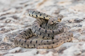 An Algerian Whip Snake, Hemorrhois algirus, found on the Island of Malta, there known as Serp Ahdar