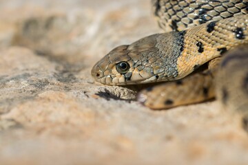 Algerian Whip Snake (Hemorrhois algirus) found in Malta, locally called Serp Ahdar