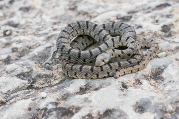 Algerian Whip Snake (Hemorrhois algirus) found in Malta, locally called Serp Ahdar