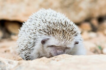 Algerian Hedgehog (Atelerix algirus) in the Maltese countryside, a native species of Malta.