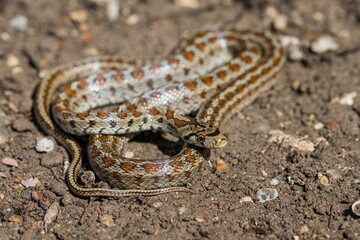 Young leopard snake, Zamenis situla, is found in Malta where it is called Lifgha.