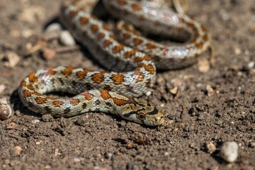 Young leopard snake, Zamenis situla, is found in Malta where it is called Lifgha.