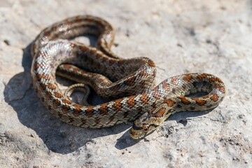 Young leopard snake, Zamenis situla, is found in Malta where it is called Lifgha.