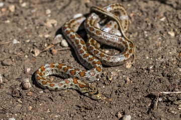 Young leopard snake, Zamenis situla, is found in Malta where it is called Lifgha.